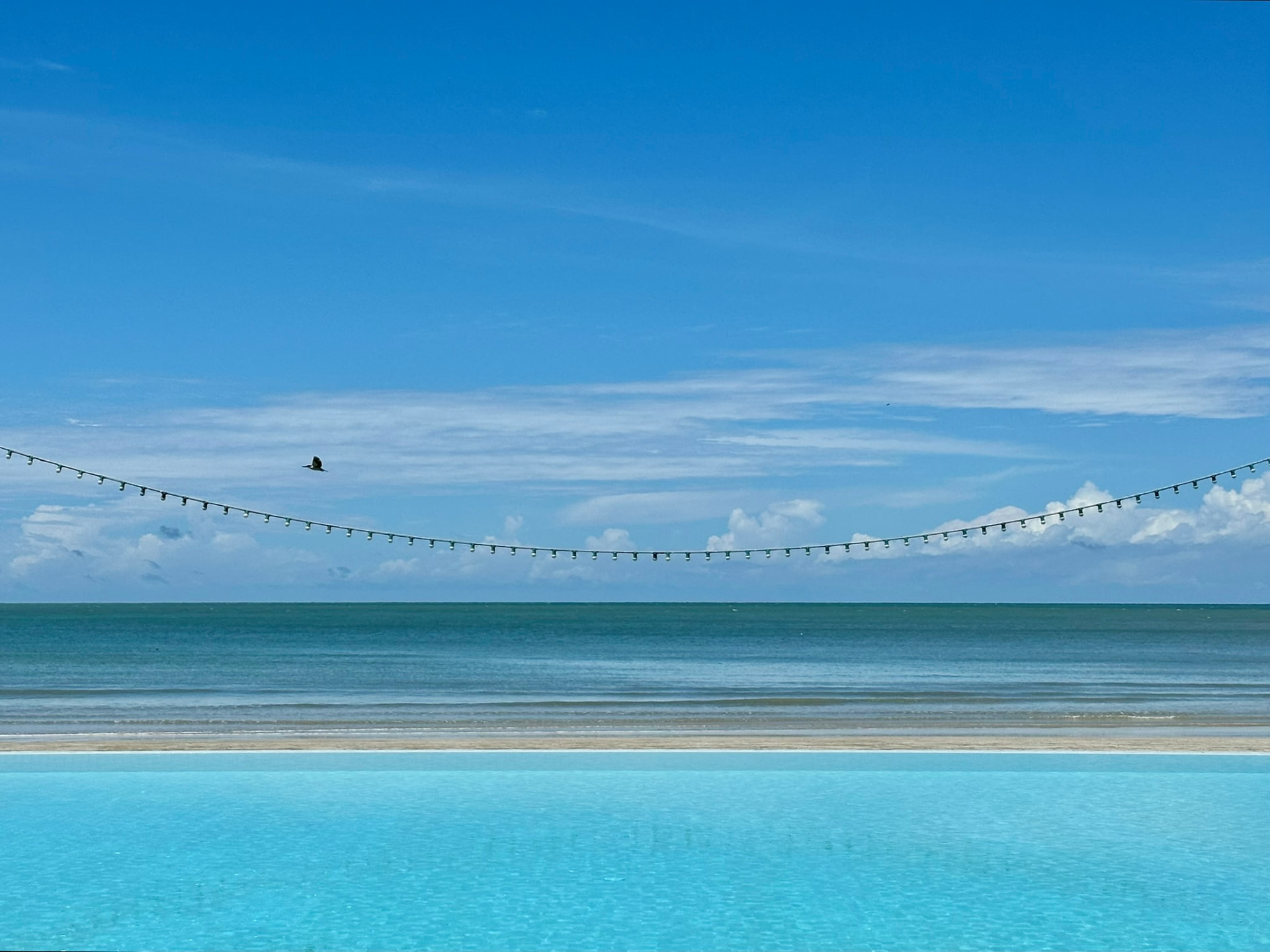 A bird passing over the string lights above the infinity pool
