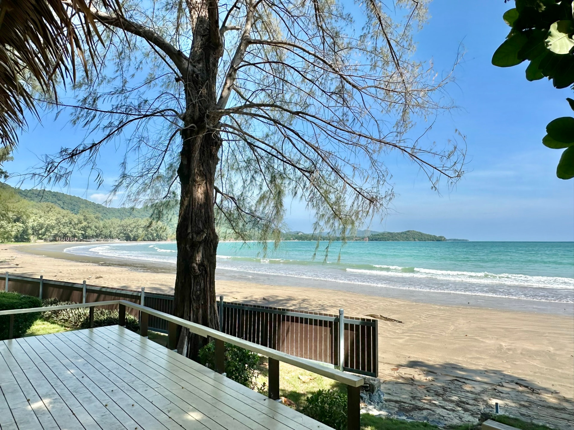 Timber terrace under a casuarina tree looking along the curve of the bay